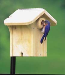 Bluebird house