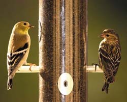 Goldfinch