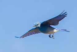 Mountain Bluebird Flying