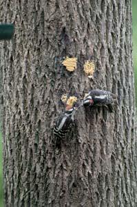 Downy Woodpeckers Bark Butter