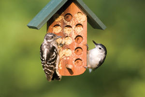Downy Woodpeckers Suet